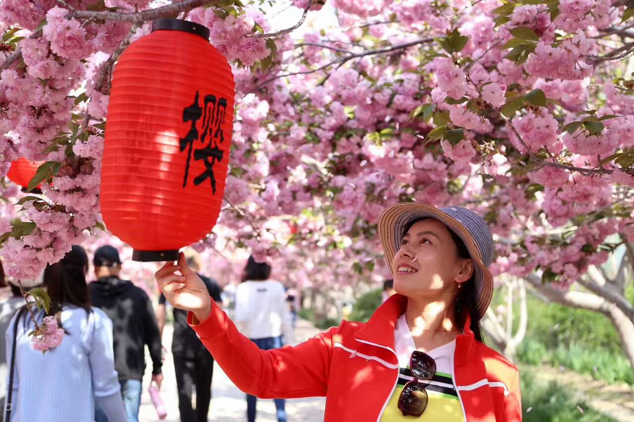 五一假期浪漫好去处!最美乡村濯村樱花雨美翻天