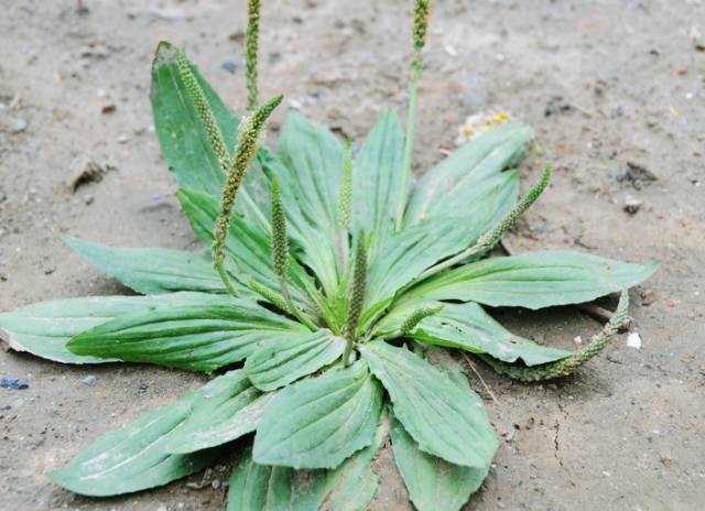 开春后就吃它，一种野菜治一种病！年轻十岁！