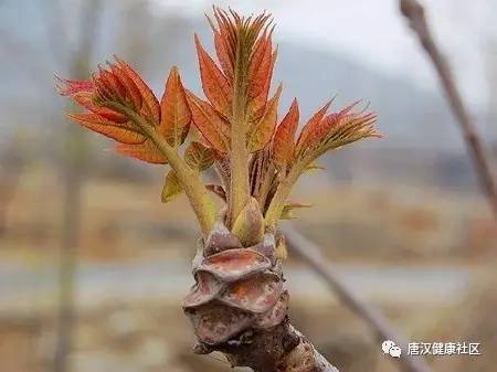 除了上面这些科学的功效之外,香椿还有