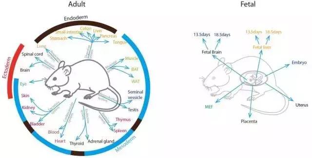 生命科学学院课题组参与绘制首个小鼠全身各器官转录因子蛋白质组