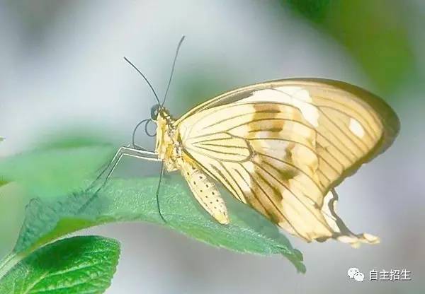 高中生物所有计算问题都在这 干货还是纯的好