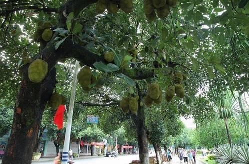 每年芒市人口_芒市大金塔图片