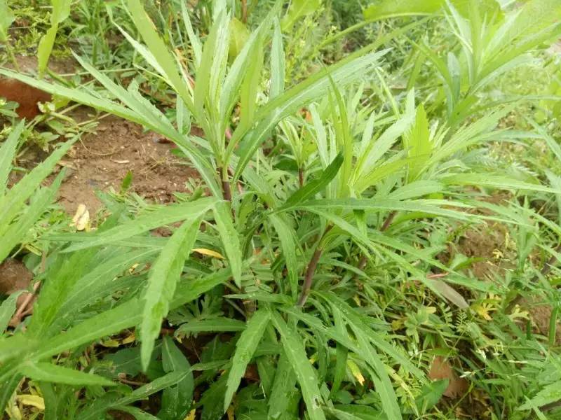 野外生长的芦蒿跟菜场买的不一样味道更为鲜嫩一般生长在水边河畔扬中