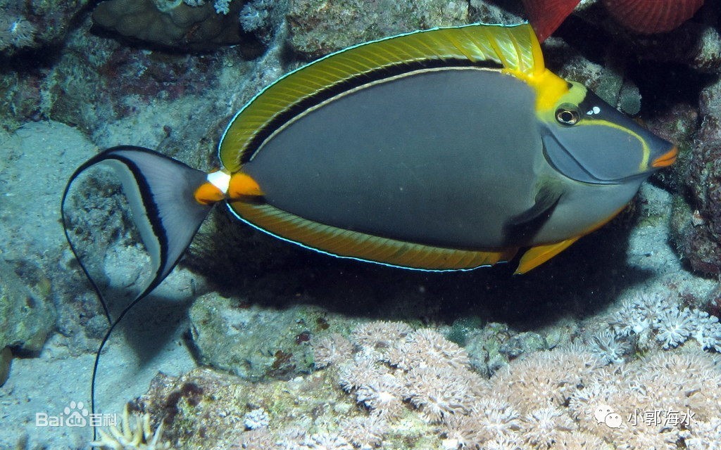 吊在水族箱中的最大体长可达45cm,金毛吊与天狗吊在外形和颜色上很像