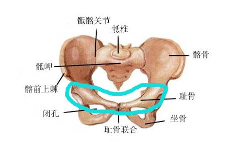 怀孕8个月耻骨疼怎么办