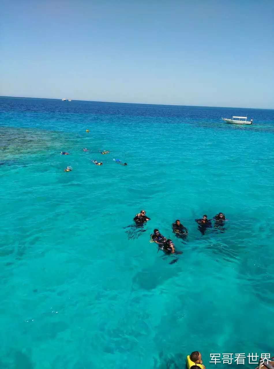 埃及红海潜水追海豚