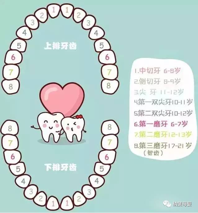 2)当儿童长到8-9岁时,开始长出侧切牙;10-12岁的儿童的双尖牙开始长