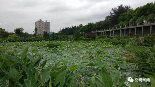 高明景色将升级!明湖,智湖,海滨公园年内成为佛山首批