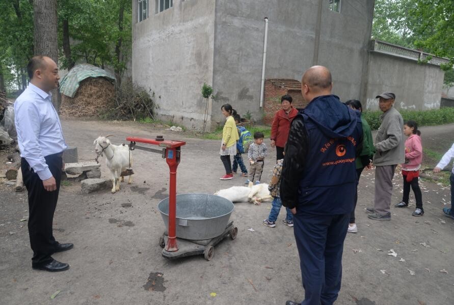 历经风雨他们来到青町镇带走了四只羊只为一个承诺