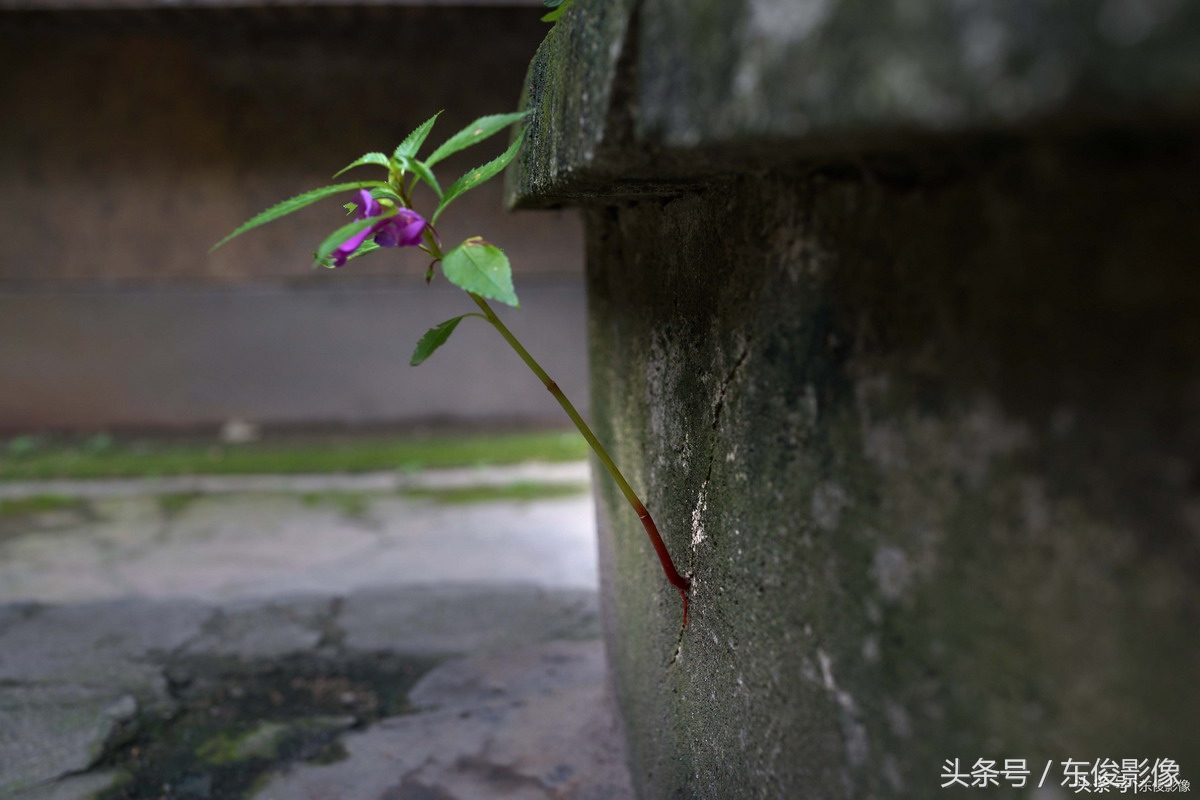 一棵小植物的种子被上苍安排它在小区花坛小小的裂缝里,意味这样的