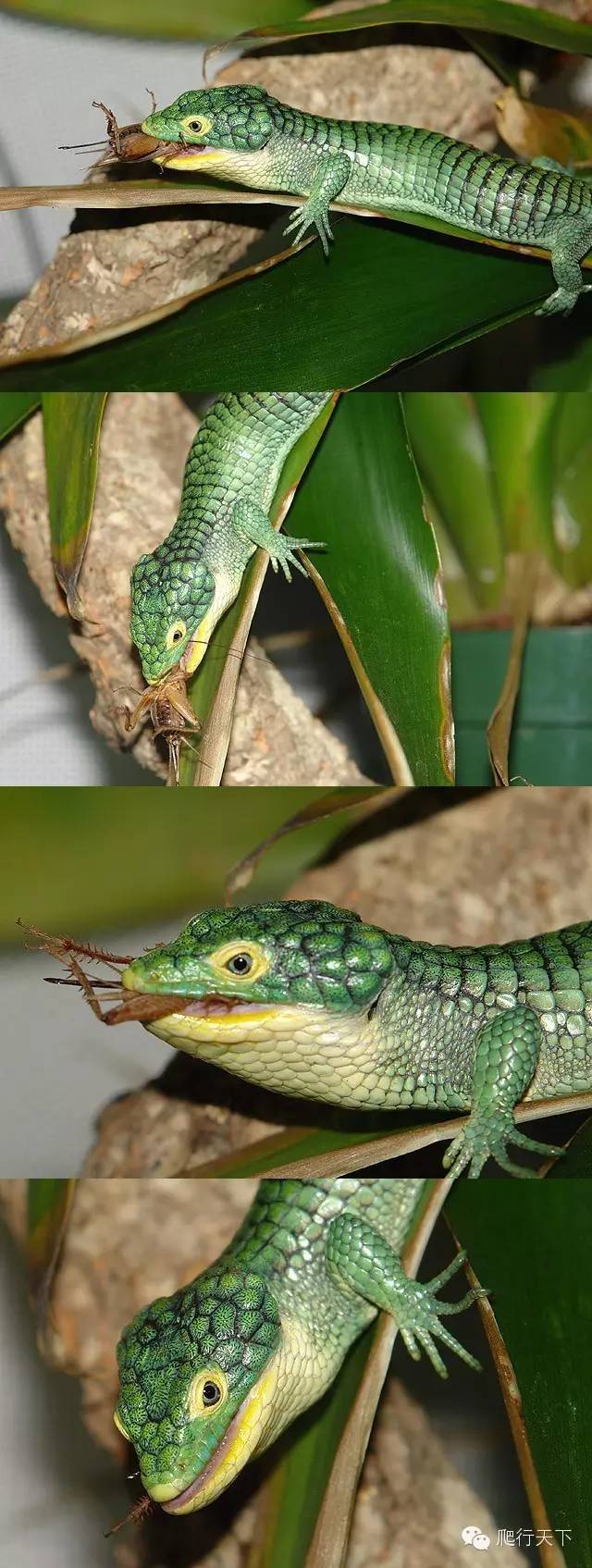 附录二绿树鳄蜥国人最熟知的蛇蜥科成员之一可他一点都不像蛇
