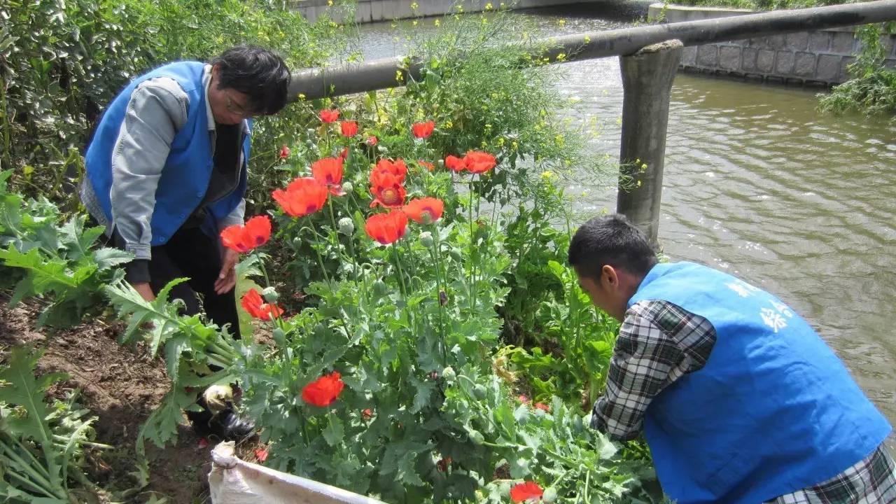 废弃厂房,厂区,大棚内,或与其他农作物套种,不易被发现;罂粟种植喜