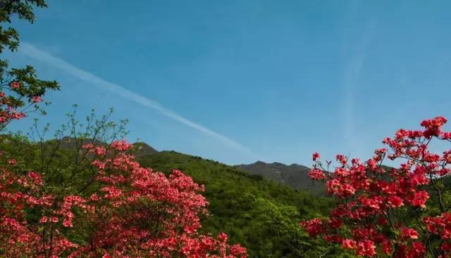 大美六安大美金刚台漫山遍野映山红五一就约这里吧