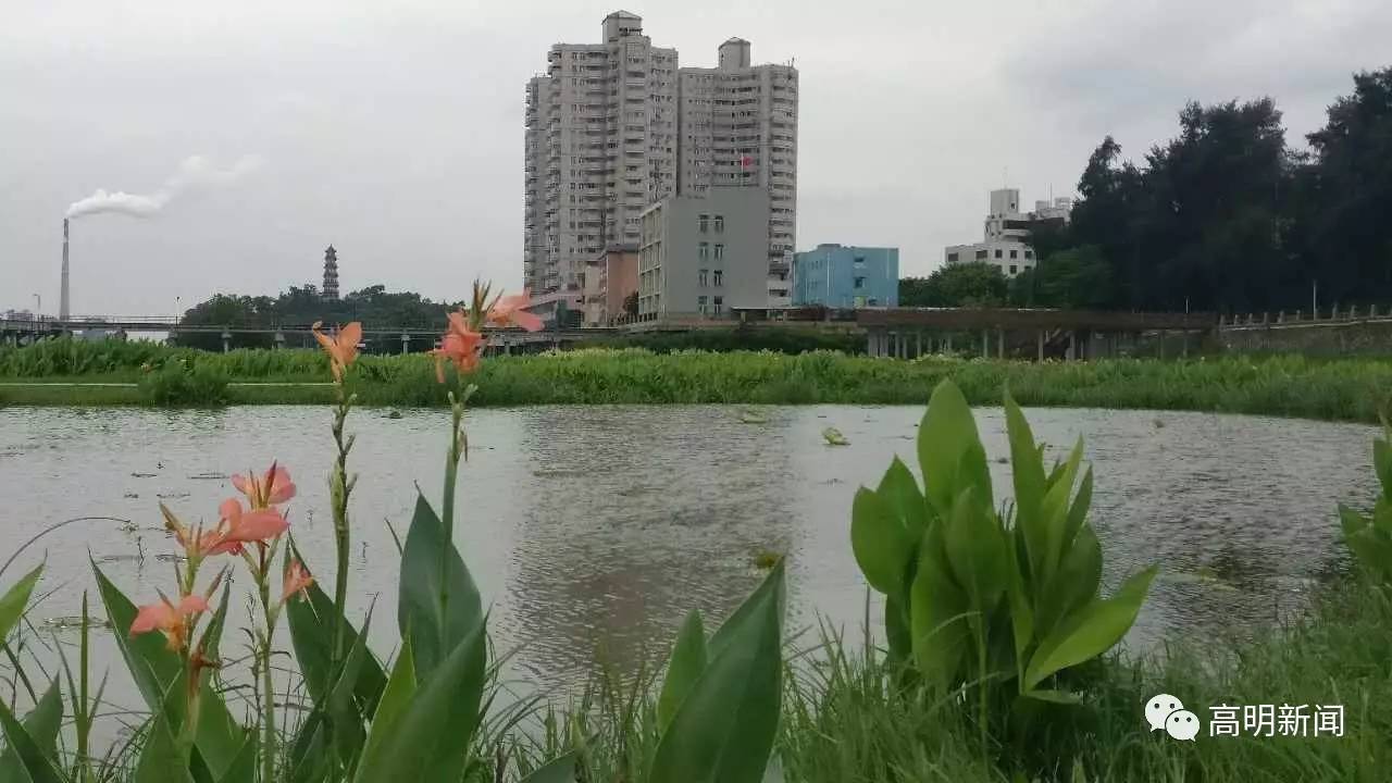 高明景色将升级明湖智湖海滨公园年内成为佛山首批湿地公园