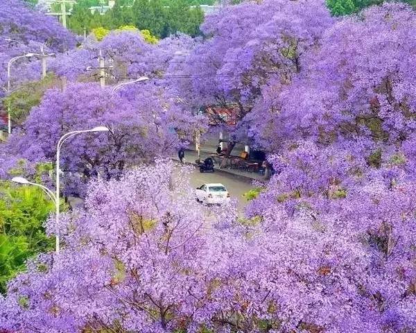 四川有座紫色小城,4月比美澳洲,比大理浪漫!