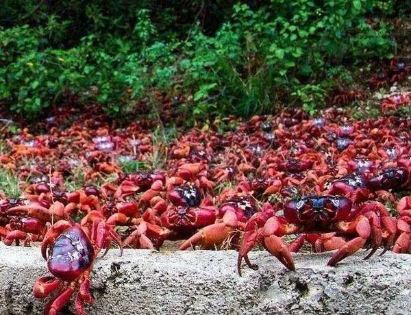 苏格兰表示自己坐不住了,当 地的一些河流中小龙虾泛滥,部分河流甚至