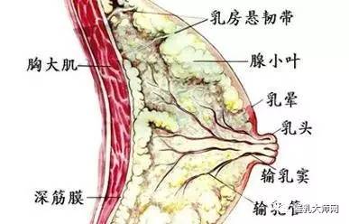 我们的乳房究竟是怎么样的结构