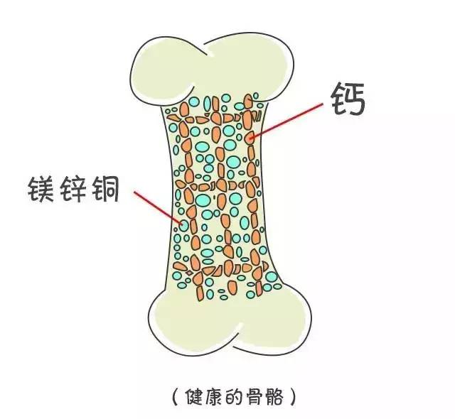 不夸张的说,人体中的钙有99%都存在于骨骼和牙齿中.