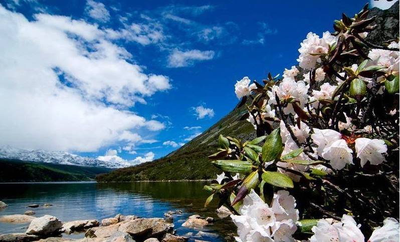 旅游篇 木格措高山杜鹃花节