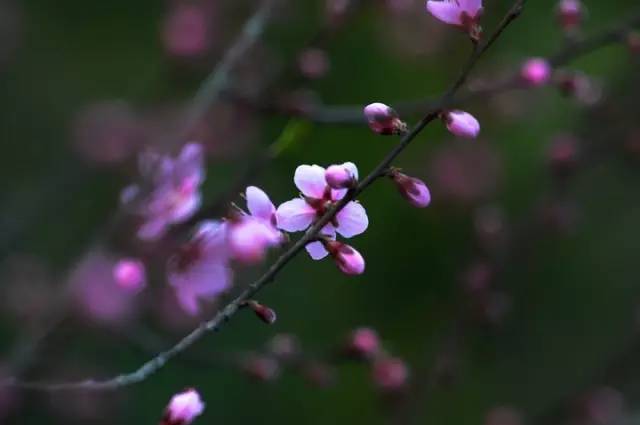 在那桃花盛开的地方笛子简谱_笛子 在那桃花盛开的地方 ,曲调优美宛如天籁