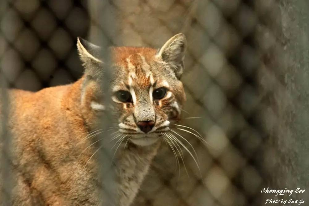 这种中国本土猫科动物,全世界动物园只剩50只