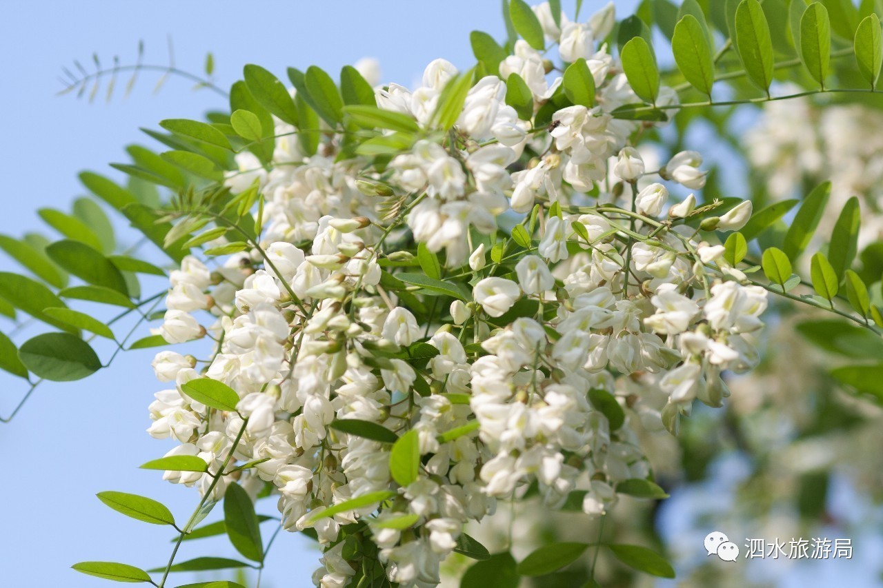 2017泗水赏花汇·槐花节开幕式明天与您相约蒺藜沟~不见不散