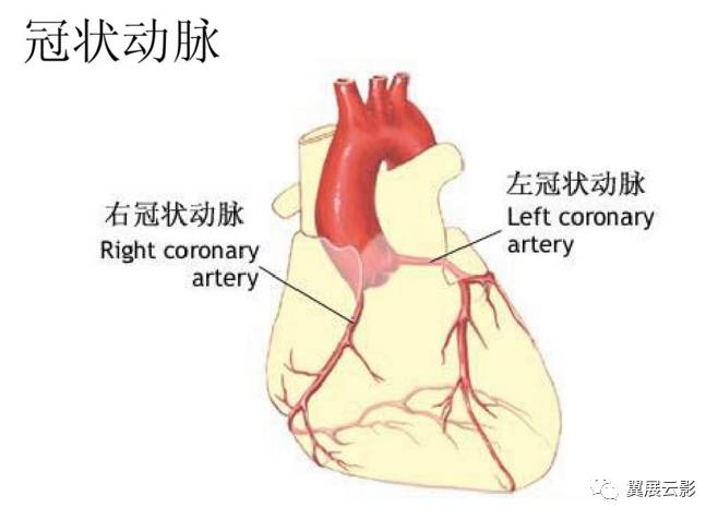 心脏搭脉怎么治疗_心脏位置(2)