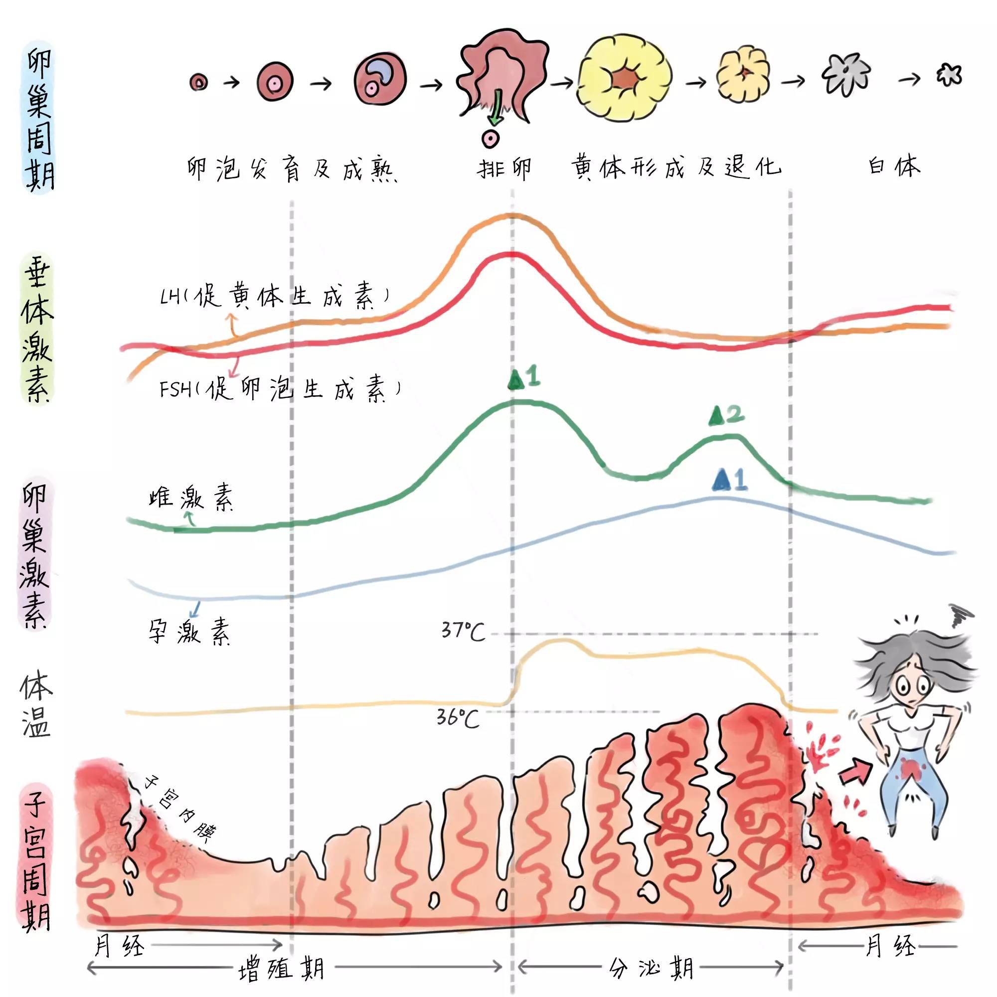 雌激素不足的人，脸上易出现3个“特征”，是衰老的表现|植物雌激素|维生素D|雌激素|衰老|女性|食物|皱纹|-健康界