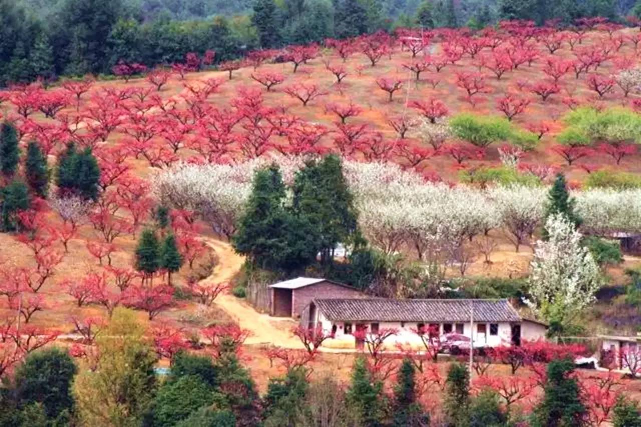 连平上坪桃花