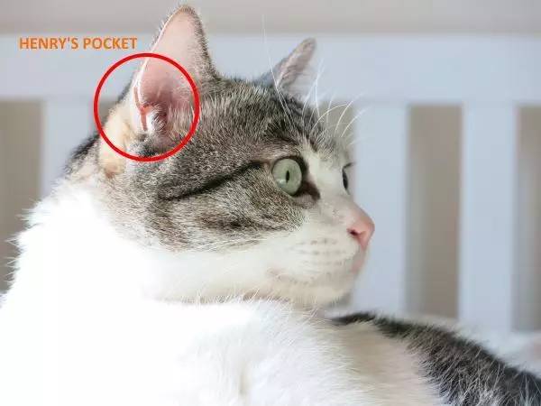 你们知道狗狗猫咪耳朵上的神秘小袋子是啥吗?