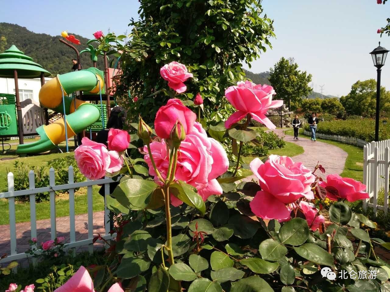 2023北仑丽盛玫瑰庄园游玩攻略,说是玫瑰🌹花但是看着想月季花 【去哪儿攻略】