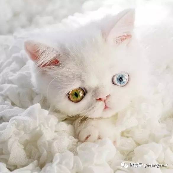 影 阴阳眼超萌美猫!宛如从童话世界诞生的雪白精灵!