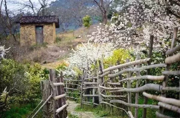 到陶渊明的"采菊东篱下 悠然见南山 还有"荒苔野蔓上篱笆 客至多疑