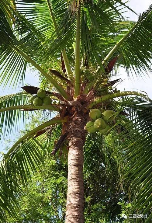 随处可见郁郁葱葱的椰树,是海南的标志!