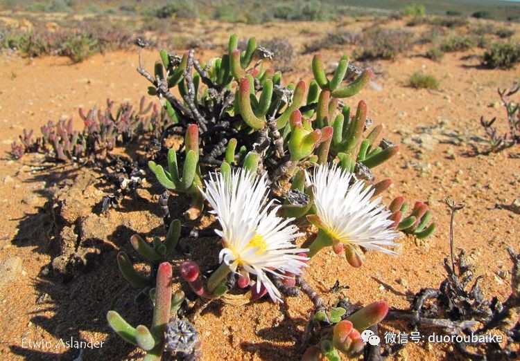 dicrocaulon ramulosum 茎秆番杏 番杏科春芽草属〕网上说枝干番杏