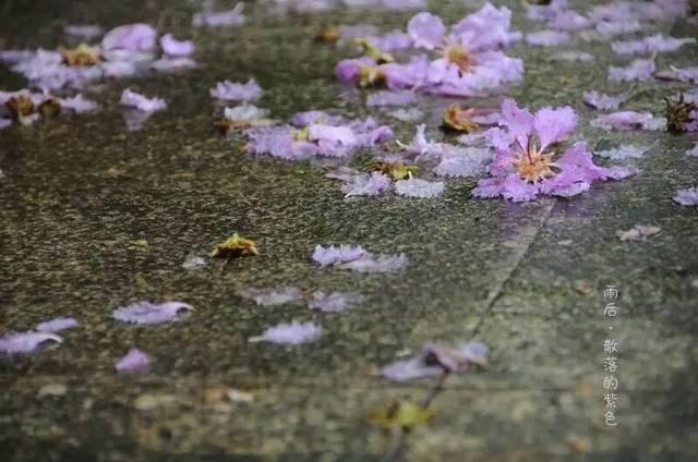 多情只有春庭月,犹为离人照落花.