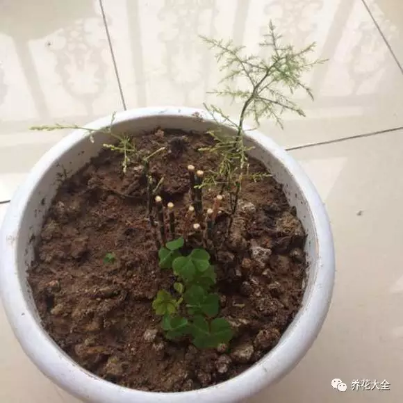 菊花叶子发黄怎么办