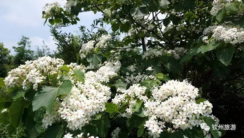 漫山遍野的桐油花开…… 小编是搭观光车游览的, 从山底一直到山顶