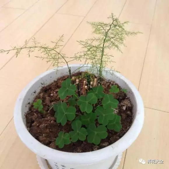 菊花叶子发黄怎么办