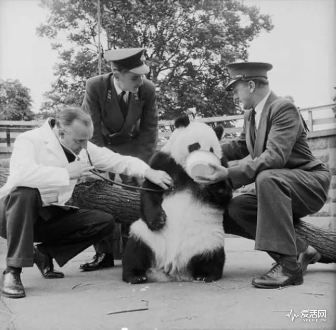 (1958年 大熊猫琦琦来到英国,深受民众喜爱且宠得不要不要的)