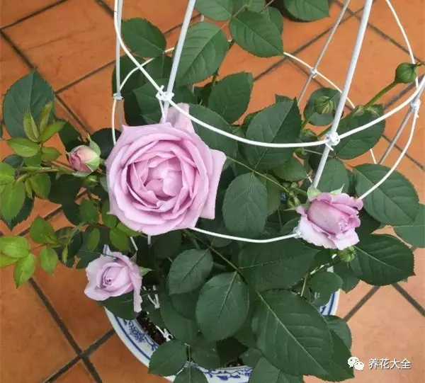 菊花叶子发黄怎么办