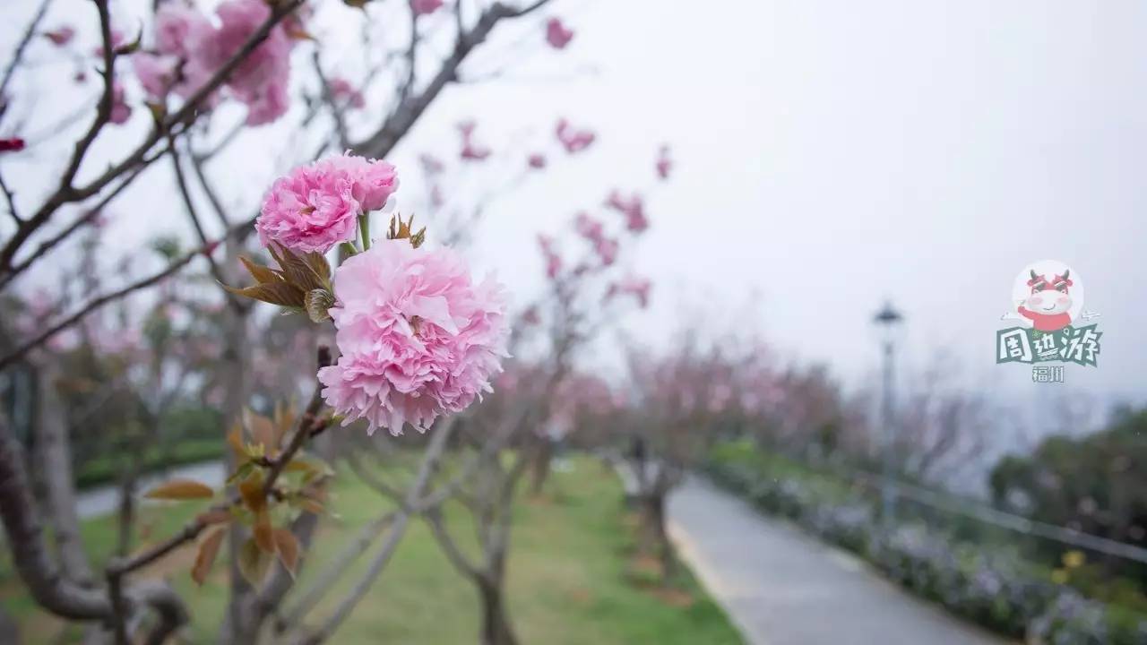 一场春雨一场暖 在一天天的等待中 金鸡山200多棵日本晚樱正在盛开 粉