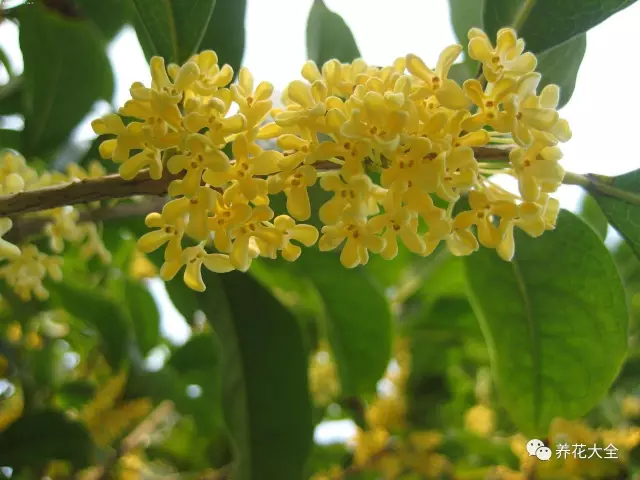 菊花叶子发黄怎么办