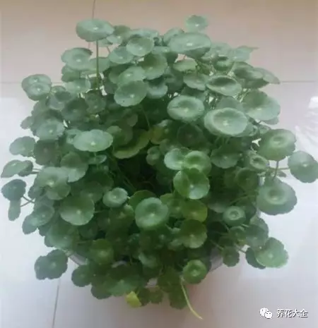 菊花叶子发黄怎么办