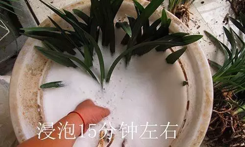 菊花叶子发黄怎么办