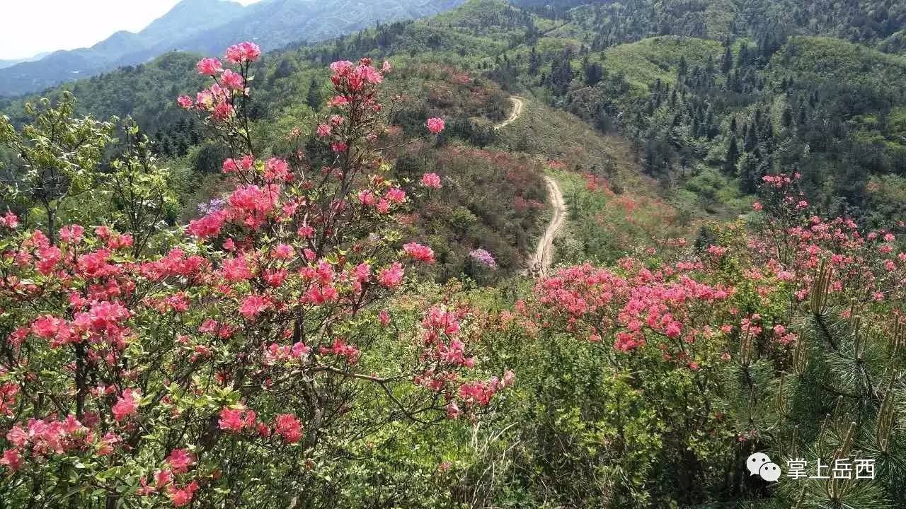 主簿镇金塘村的这片映山红面积近千亩,是岳西县目前发现的连片野生