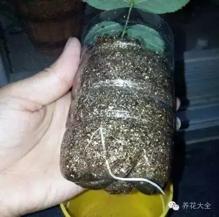 菊花叶子发黄怎么办