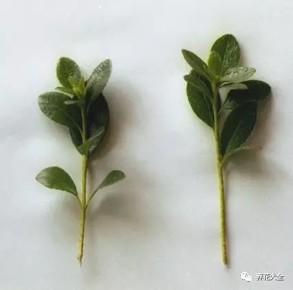 菊花叶子发黄怎么办