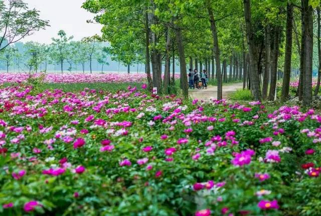 【爱玩客独家】亳州芍花文化旅游节一日游