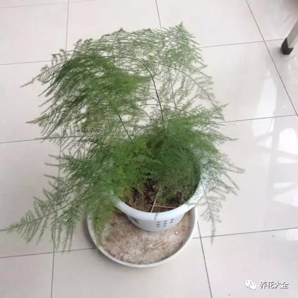 菊花叶子发黄怎么办